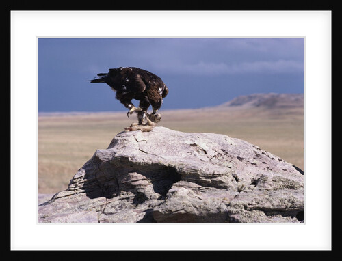 Golden Eagle Eating Prairie Dog by Anonymous
