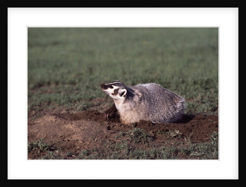 Badger Digging in Prairie Dog Hole by Anonymous