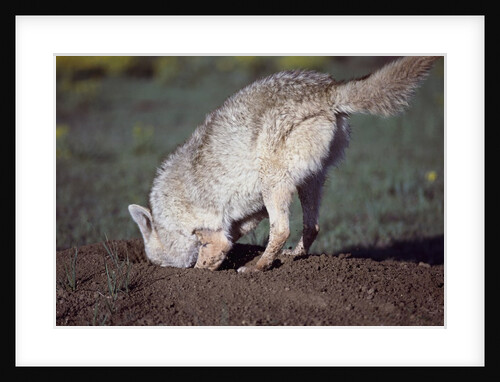 Coyote Digging in Prairie Dog Hole by Anonymous