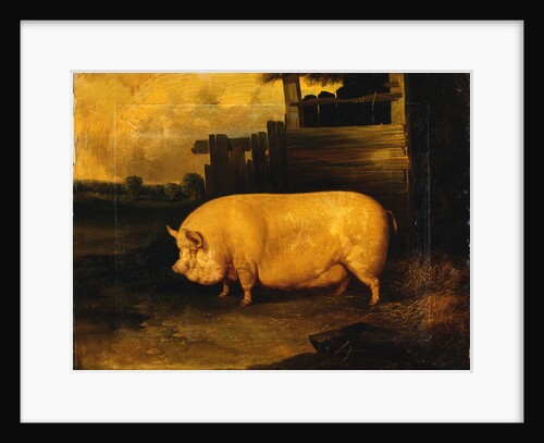 A Prize Sow in a Sty by John Dalby of York