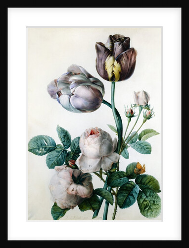 A Cabbage Rose, Two Tulips, a Small Tortoiseshell Butterfly and a Yellow Meadow Ant by Pierre-Joseph Redoute