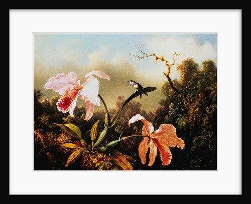 Orchids and Hummingbirds by Martin Johnson Heade