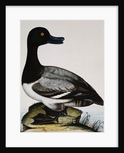 Scaup Duck by Reverend Christopher Atkinson