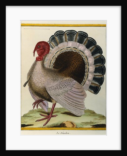 Turkey Illustration from Histoire Naturelle des Oiseaux by George Louis le Clerc Buffon