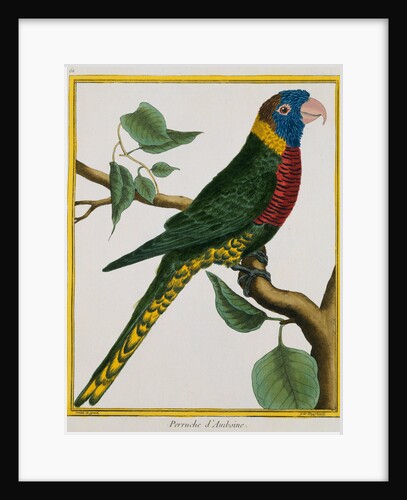 Parrot Illustration from Histoire Naturelle des Oiseaux by George Louis le Clerc Buffon