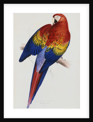 Illustration of the Family of Psittacidae or Parrots by Edward Lear