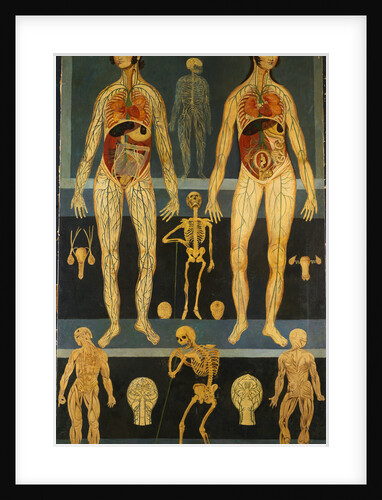 19th-Century Persian Anatomical Study by Anonymous