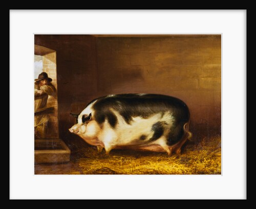 A Prize Pig in a Sty by Thomas Weaver