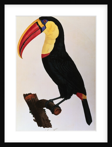 Histoire Naturelle Des Oiseaux De Paradis Et Des Rolliers Suivie De Celles Des Toucans Et Des Barbus by Anonymous