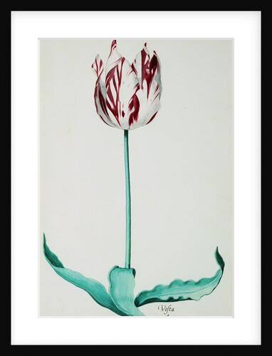 Tulips by Pieter Holsteijn II