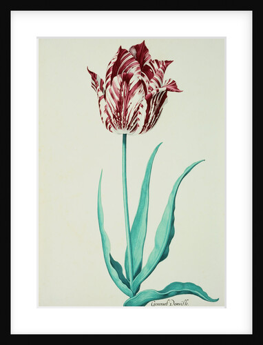 Tulips by Pieter Holsteijn II