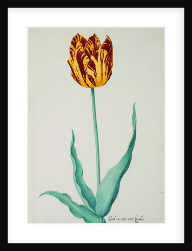 Tulips by Pieter Holsteijn II