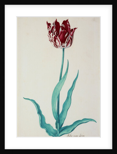 Tulips by Pieter Holsteijn II