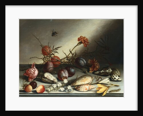 Shells, Plums, Berries, Flowers and Insects by Balthasar van der Ast