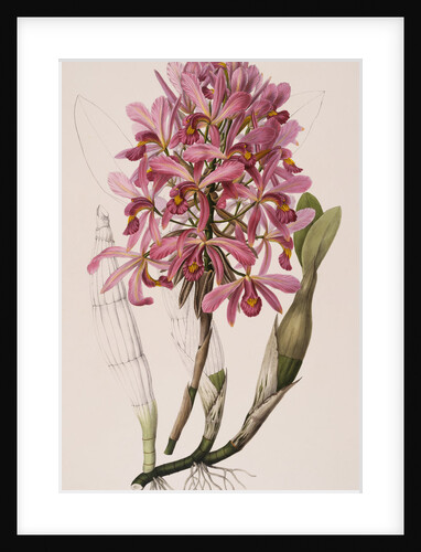 Lithograph of Orchids: Laelia Superbiens by James Bateman