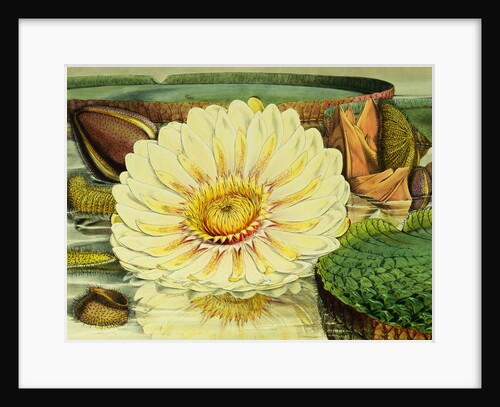 Illustration of the Royal Water-Lily Victoria Regia by Anonymous