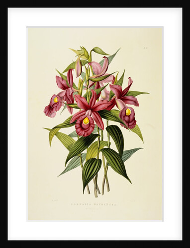 Sobralia Macrantha by James Bateman