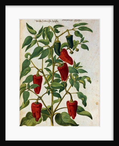 Watercolor of Indian Pepper by Joachim Camerarius the Younger