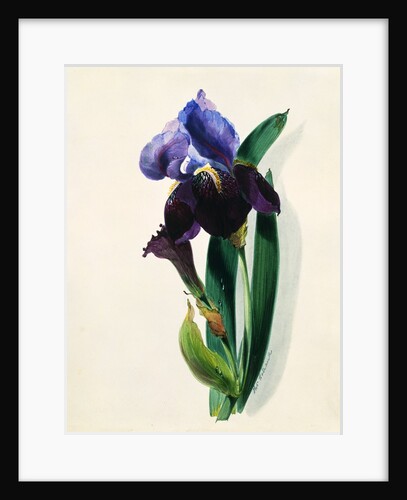 Flag Iris by Thomas Holland