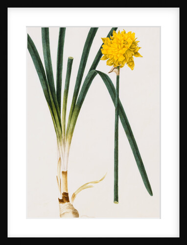 A Narcissus and Bulb by Baldassare Cattrani