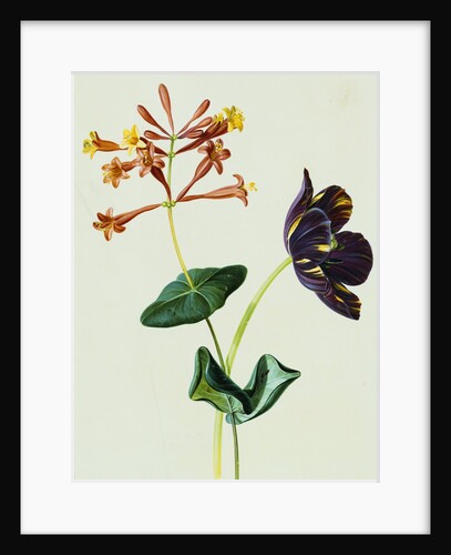 Nasturtiums and Mint German School, Circa 1800 by Anonymous