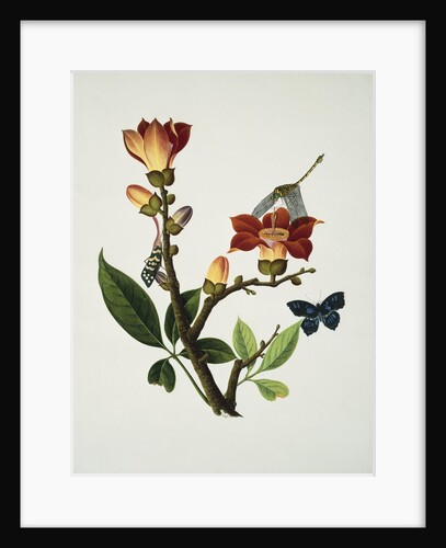 A Coral Tree with a Butterfly, Dragonfly and Grasshopper Cantonese School, Circa 1805 by Anonymous