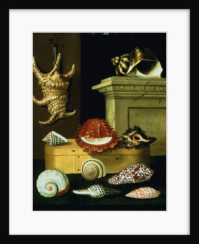 Conch Shell by Circle of Jacques Linard