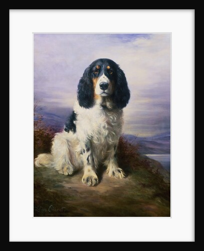 Royal, a Tri-Colour Working Springer Spaniel by Lilian Cheviot