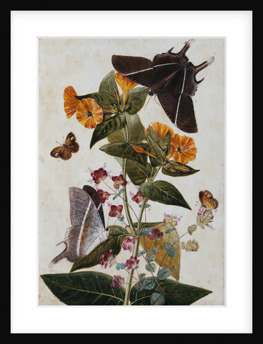 Study of Mirabilis and Origanum Dictamnus With Swallowtail and Ringlet Butterflies by Thomas Robins II