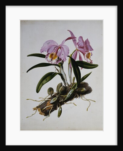 Orchidaceae: Cattleya Mossiae by Mrs. Augusta Innes Withers