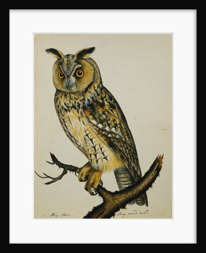A Long-Eared Owl (Strix Otus) by Reverend Christopher Atkinson
