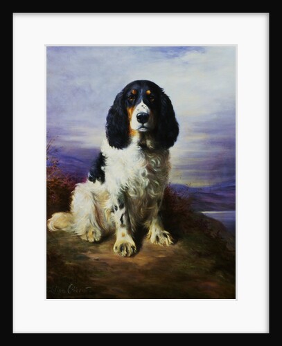 Royal, A Tri-Colour Working Springer Spaniel by Lilian Cheviot