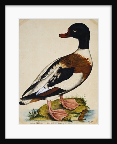 A Sheldrake by Reverend Christopher Atkinson