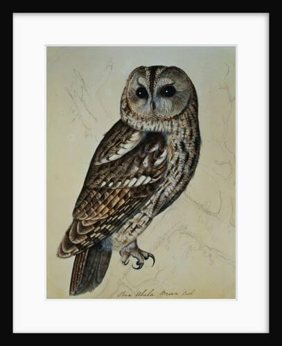 Brown Owl (Strix Ulula) by Reverend Christopher Atkinson