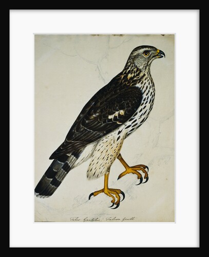 Falcon Gentle (Falco Gentilis) by Reverend Christopher Atkinson