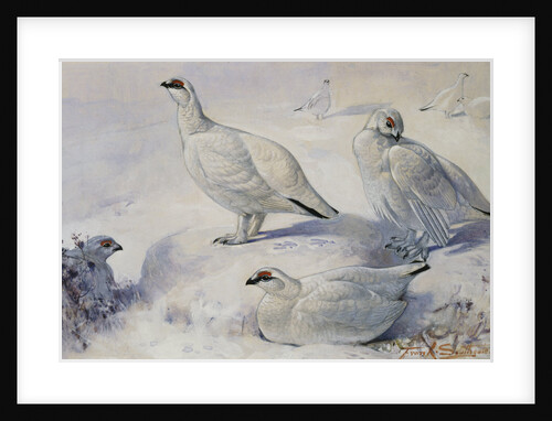 Painting of Ptarmigans in the Snow by Frank Southgate