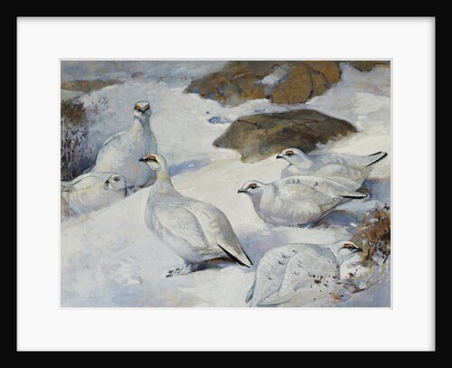 Painting of Ptarmigans by Frank Southgate
