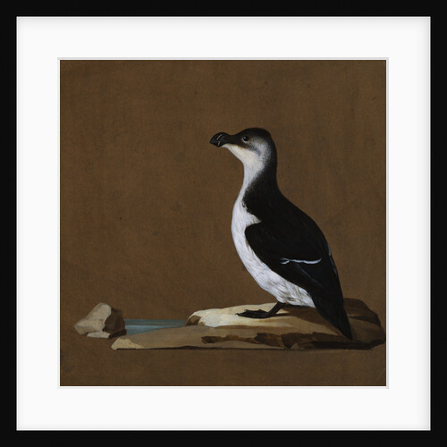 Studies of Birds Including a Woodcock; Razorbill; Teal and Partridges by Anonymous