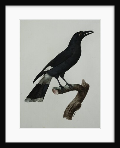 A Pied Currawong by Jacques Barraban