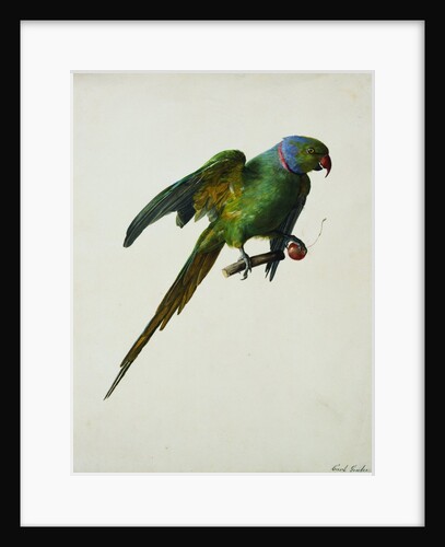 A Ring-Necked Parakeet by Karl Franz Gruber
