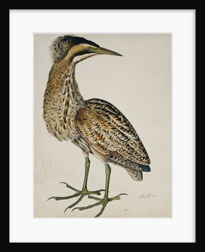 A Bittern by Reverend Christopher Atkinson