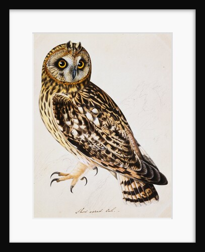 A Short-Eared Owl by Christopher Atkinson
