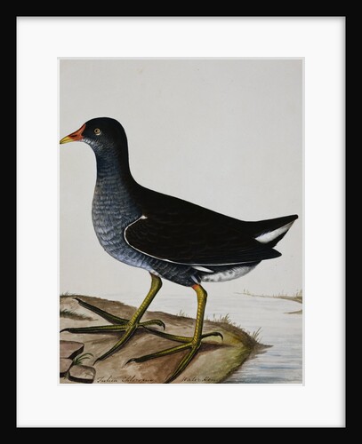 A Moorhen by Reverend Christopher Atkinson