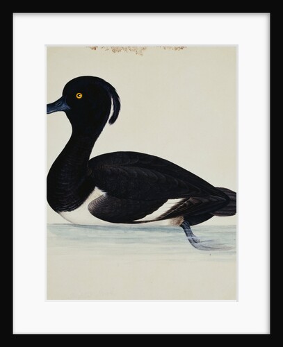 A Tufted Duck by Reverend Christopher Atkinson