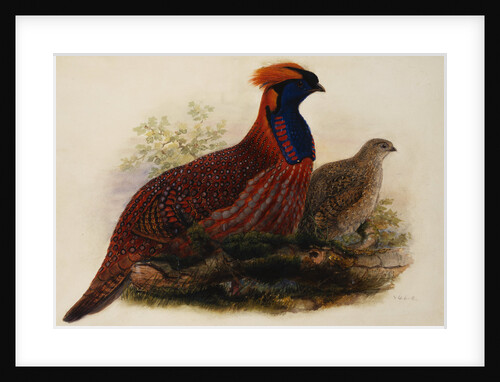 Temminck's Tragopan by Henry Constantine Richter