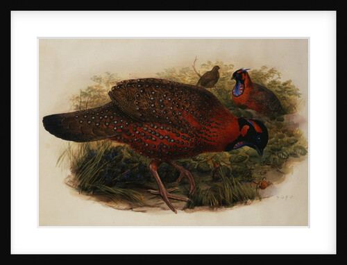 Satyr Tragopan by Henry Constantine Richter