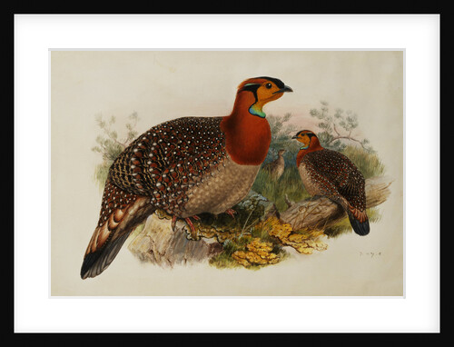 Blyths Horned Pheasant by Joseph Wolf