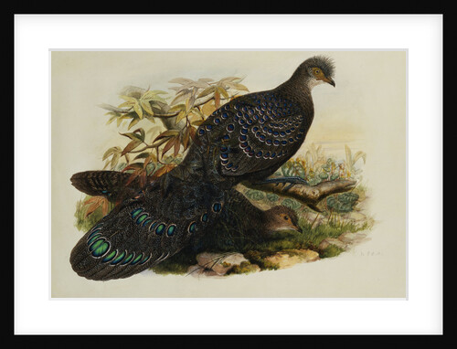 Assam Peacock Pheasant by Henry Constantine Richter