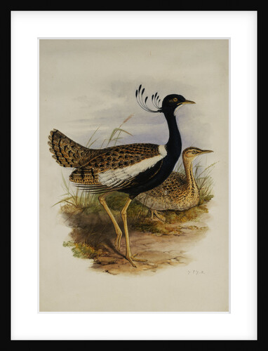 Lesser Florekin by Henry Constantine Richter