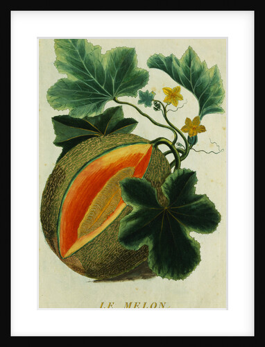 Lithograph of a Cantaloupe by Anonymous